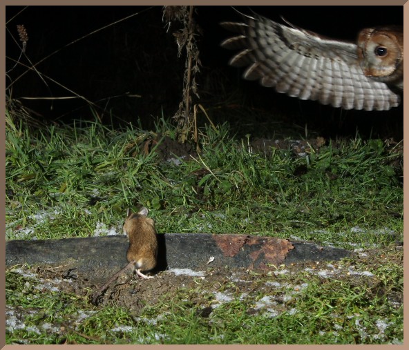 Field Mouse And Owl
